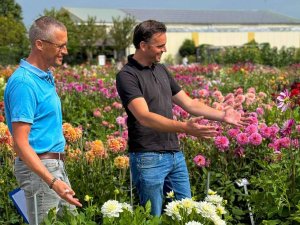 Holland Dahlia Event 2025